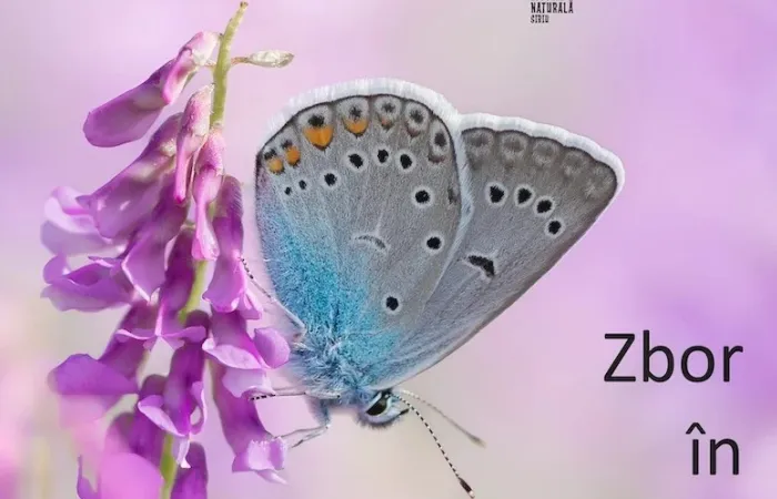 2-Expoziția--Zbor-in-lumea-fluturilor--