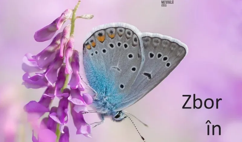 Expoziția „Zbor în lumea fluturilor” -1