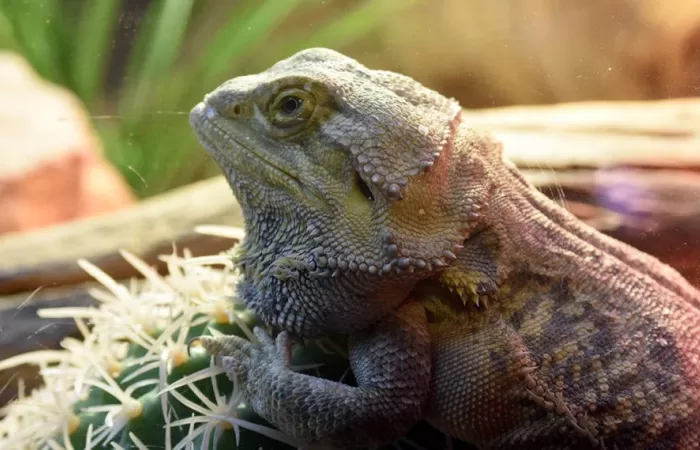 17-Vivariul-Muzeului-Țarii-Crișurilor