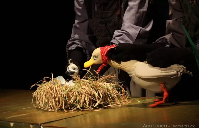 16-Ratusca-cea-urata-