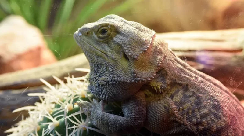 Expoziția „Lumea lui Peter Connerth” -1